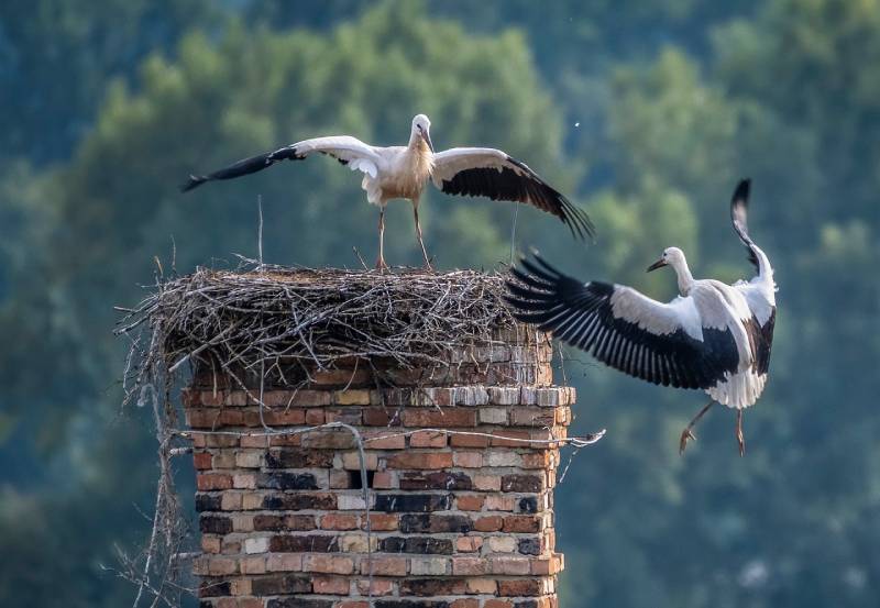 Professional Chimney Animal Removal Services in La Habra, California