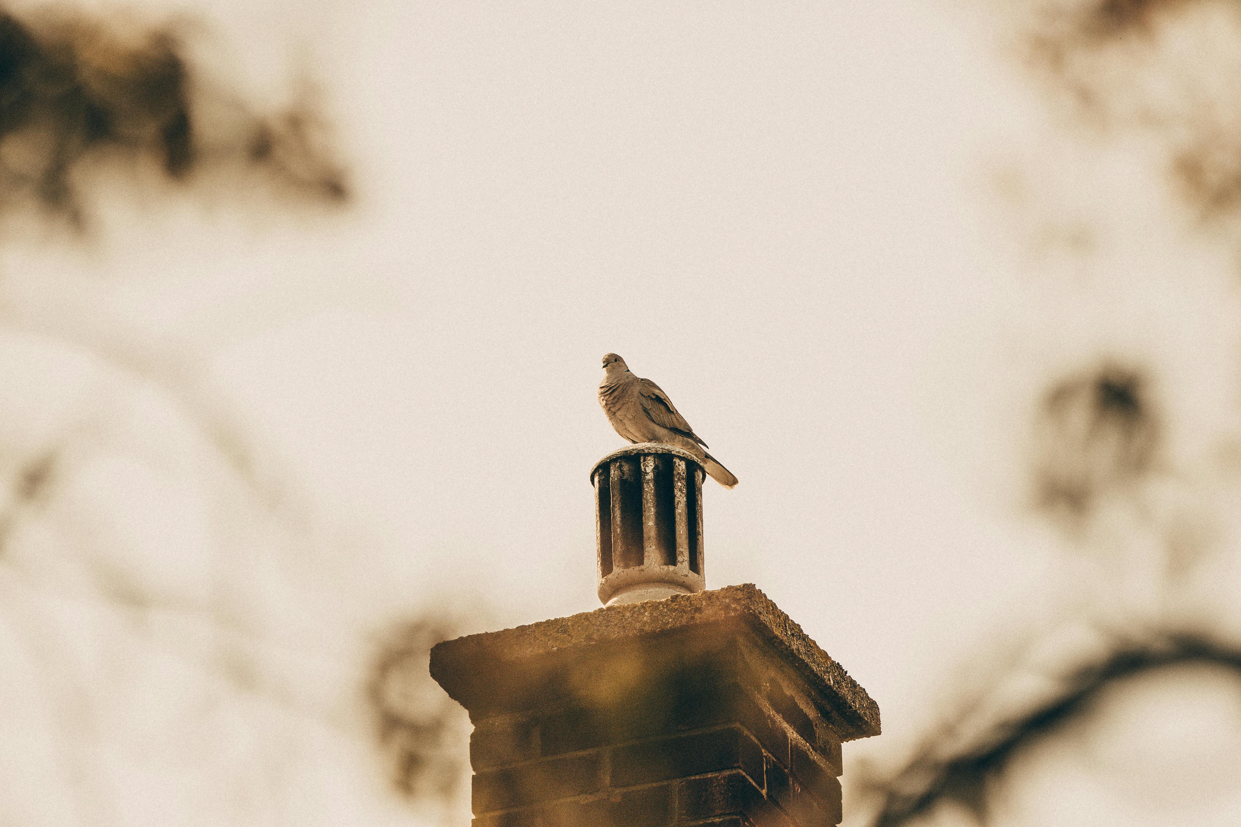 Expert Chimney Cap Installation in La Habra, California